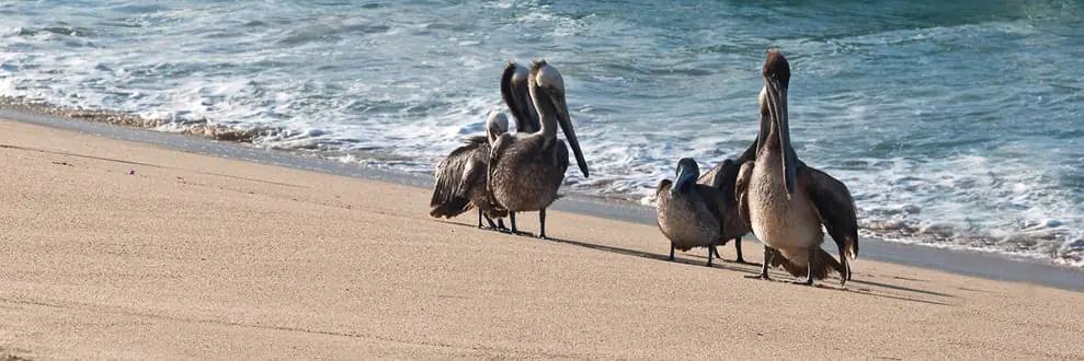 Playa Pelícanos