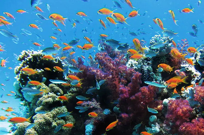 Arrecife de Manchones