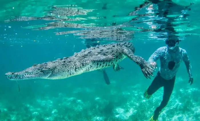 Buceo en Jardines de la Reina